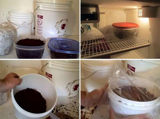 Tự trồng nấm kim châm tại nhà rất dễ, 2 tuần là ăn “đã đời” ảnh 2 Tự trồng nấm kim châm tại nhà rất dễ, 2 tuần là ăn “đã đời” ảnh 2