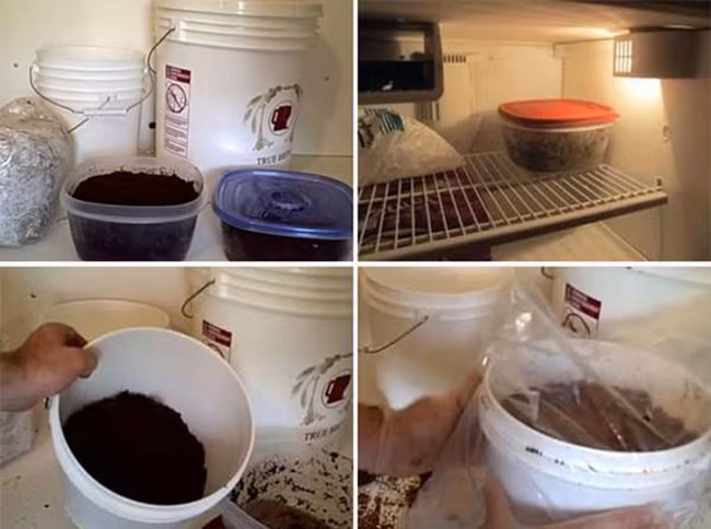 Tự trồng nấm kim châm tại nhà rất dễ, 2 tuần là ăn “đã đời” ảnh 2 Tự trồng nấm kim châm tại nhà rất dễ, 2 tuần là ăn “đã đời” ảnh 2