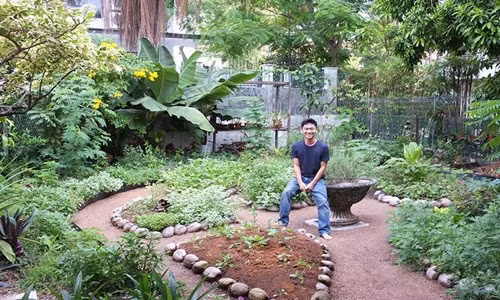 Ngắm vườn rau giữa phố xanh mướt của chàng trai Singapore ảnh 1