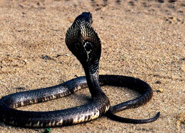 Mỗi năm, Bệnh viện Chợ Rẫy TP HCM tiếp nhận hằng trăm ca bị rắn hổ mèo cắn.
