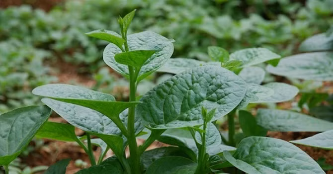 Mồng tơi vị chua nhạt, tính hàn, không độc có công hiệu làm thông đại tiểu tiện trị táo bón. chữa bệnh trĩ