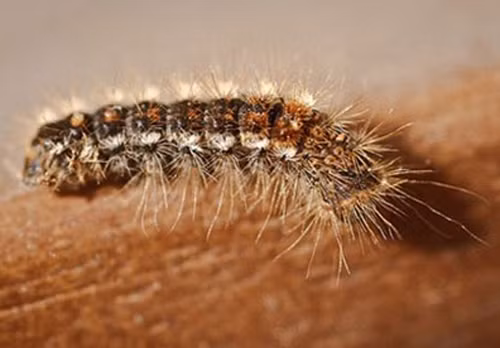 Cách trị ngứa da khi bị sâu róm đốt trong mùa hè