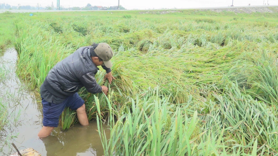 Nông dân Thừa Thiên - Huế xuống đồng cứu lúa.