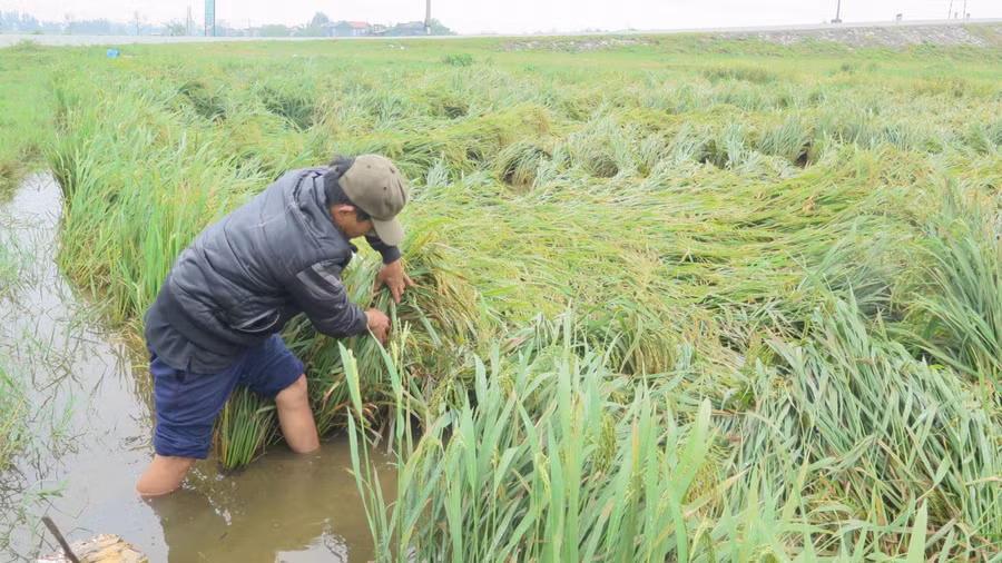 Nông dân Thừa Thiên - Huế xuống đồng cứu lúa.