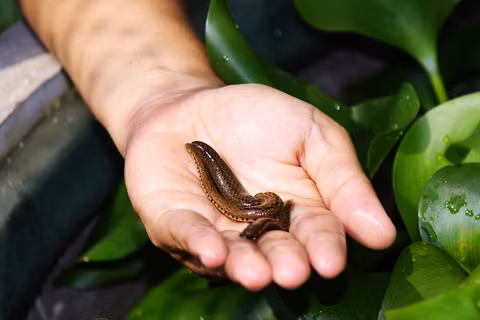 Tác dụng của đỉa: Dùng để làm gì?