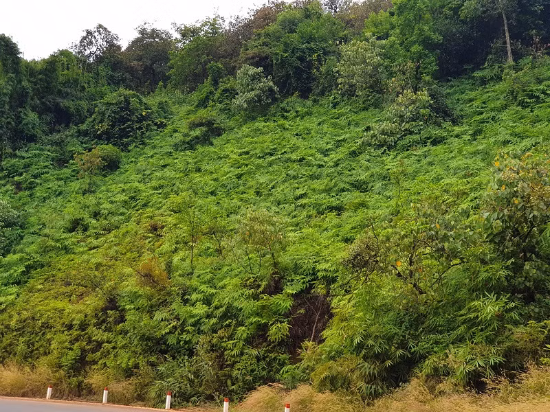 Vùng nguyên liệu sẽ phát triển và dễ khai khác.