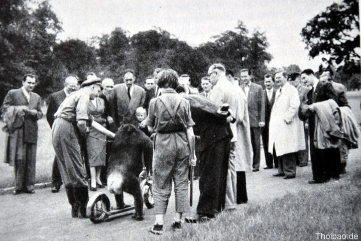 Tierpark Berlin, Bác Hồ, tặng con voi