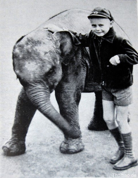 Tierpark Berlin, Bác Hồ, tặng con voi