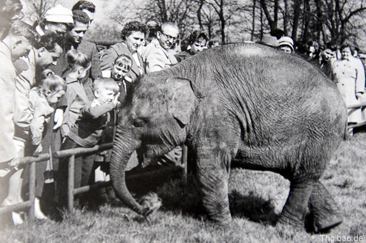 Tierpark Berlin, Bác Hồ, tặng con voi