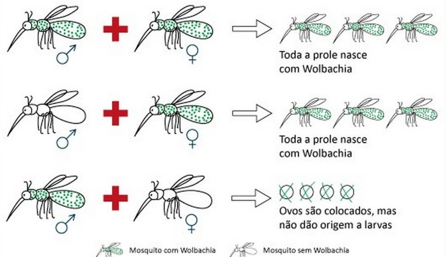 Sơ đồ cơ chế lai tạo muỗi mang vi khuẩn Wolbachia.