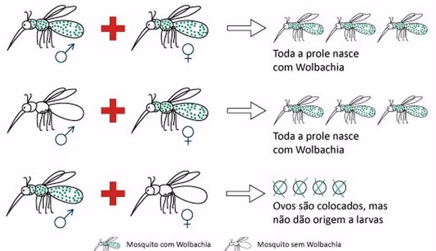 Sơ đồ cơ chế lai tạo muỗi mang vi khuẩn Wolbachia.