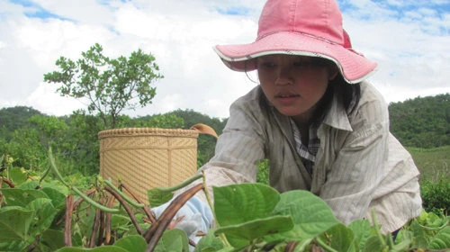 Cô “á khoa hái đậu thuê” tốt nghiệp đại học loại giỏi