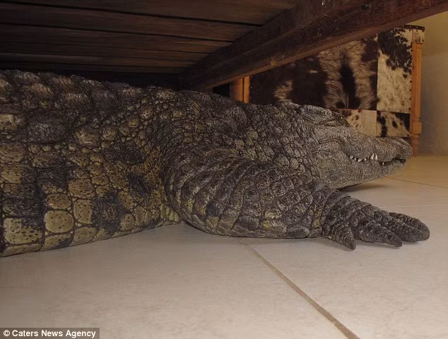 Con cá sấu ẩn nấp dưới gầm giường.