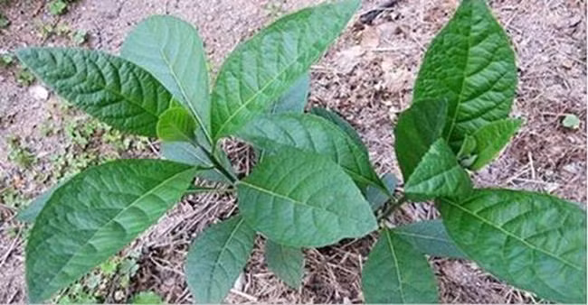 Tác dụng “kì diệu” của cây mật gấu