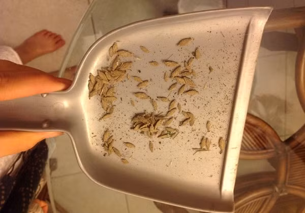 Nếu thấy nhà treo lủng lẳng những 