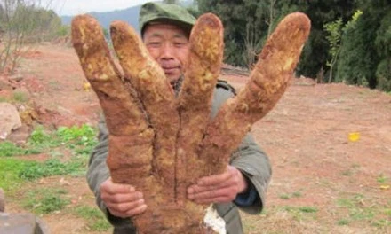 Khoai lang khổng lồ kỳ dị hình bàn tay