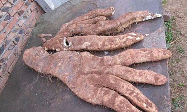 Khoai lang khổng lồ kỳ dị hình bàn tay ảnh 1 Khoai lang khổng lồ kỳ dị hình bàn tay ảnh 1