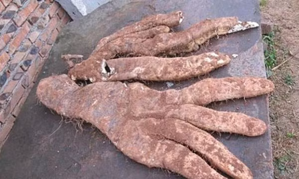 Khoai lang khổng lồ kỳ dị hình bàn tay ảnh 1