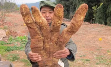 Khoai lang khổng lồ kỳ dị hình bàn tay