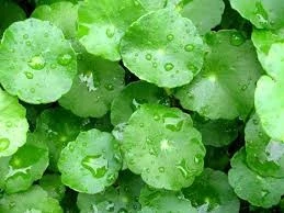 Hết sẹo lồi nhờ rau má