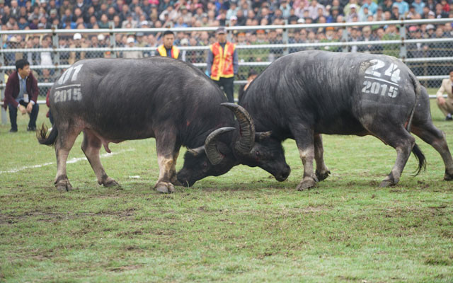 Trâu chọi, Đinh Văn Tư, chọi trâu Phúc Thọ