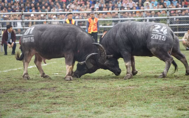 Trâu chọi, Đinh Văn Tư, chọi trâu Phúc Thọ