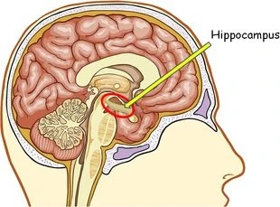 Vị trí của đồi hải mã trong não (trái) và cấu trúc giống ngựa biển (phải)