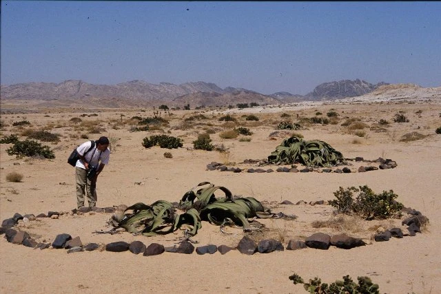 Welwitschia Mirabilis trên sa mạc.