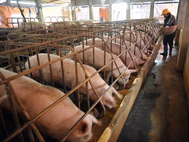 Thực đơn dân Hà thành: Lợn chất cấm, rau ngộ độc, quýt ngọt Tàu