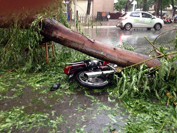 Cây cổ thụ đổ đè vào người đàn ông đi xe máy.