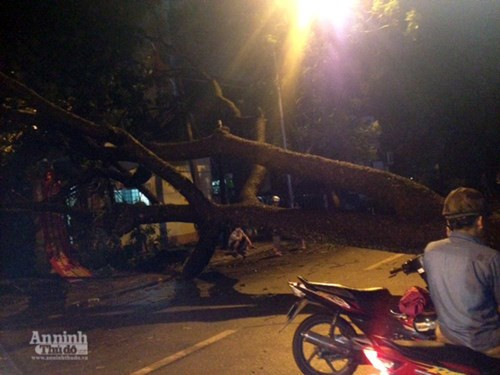 Phó Chủ tịch UBND TP Hà Nội trực tiếp kiểm tra, chỉ đạo khắc phục sự cố đổ cây, tai nạn ảnh 5