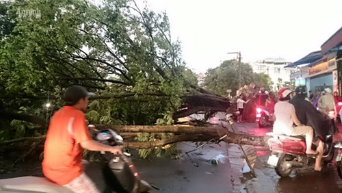 Phó Chủ tịch UBND TP Hà Nội trực tiếp kiểm tra, chỉ đạo khắc phục sự cố đổ cây, tai nạn ảnh 2