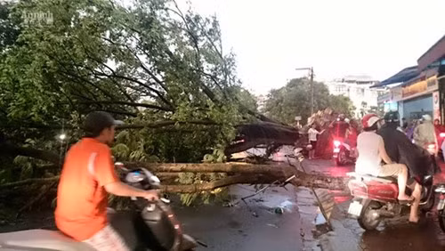 Phó Chủ tịch UBND TP Hà Nội trực tiếp kiểm tra, chỉ đạo khắc phục sự cố đổ cây, tai nạn ảnh 2