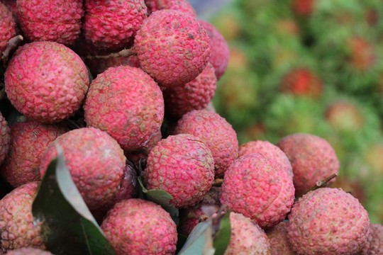 Trái vải được xem là một “nhà máy” sản xuất ra các loại vitamin Ảnh: Hoàng Triều Trái vải được xem là một “nhà máy” sản xuất ra các loại vitamin Ảnh: Hoàng Triều