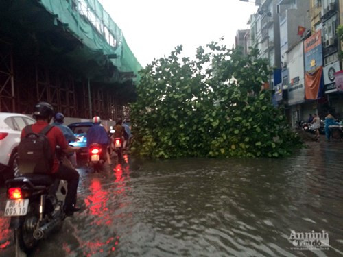 Phó Chủ tịch UBND TP Hà Nội trực tiếp kiểm tra, chỉ đạo khắc phục sự cố đổ cây, tai nạn ảnh 3