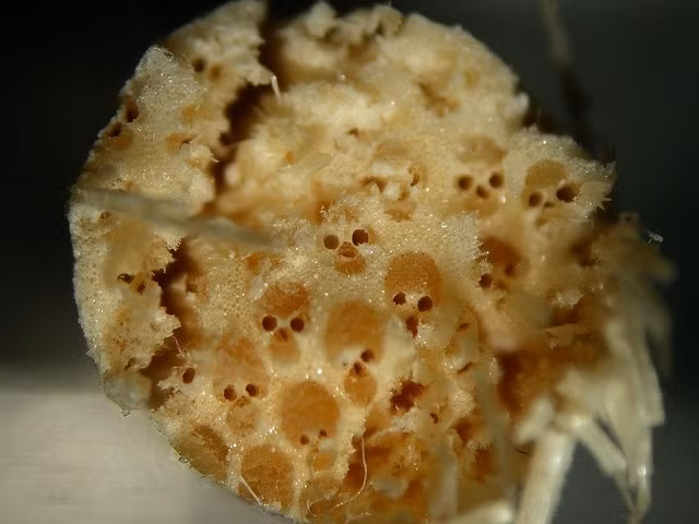  Sự thật bất ngờ về những vòng tròn khắc trên đầu đũa dùng 1 lần - Ảnh 3