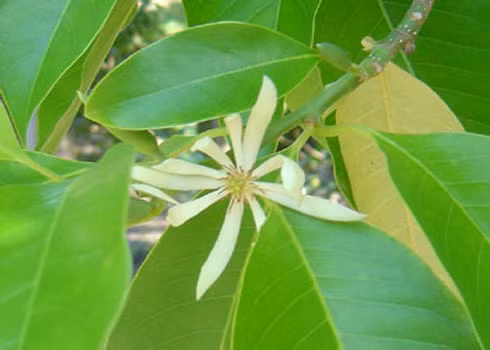 Các loại cây chữa bệnh nên trồng trong nhà - Ảnh 4