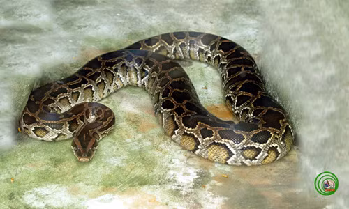 Trăn đất Python molurus có đầu dài, nhỏ, màu nâu xám. (Ảnh: Phùng Mỹ Trung)