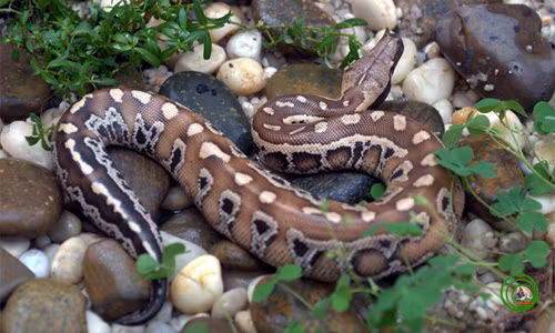 Chiều dài cơ thể của trăn cộc Python brongersmai đạt tới 2 m. (Ảnh: Phùng Mỹ Trung)