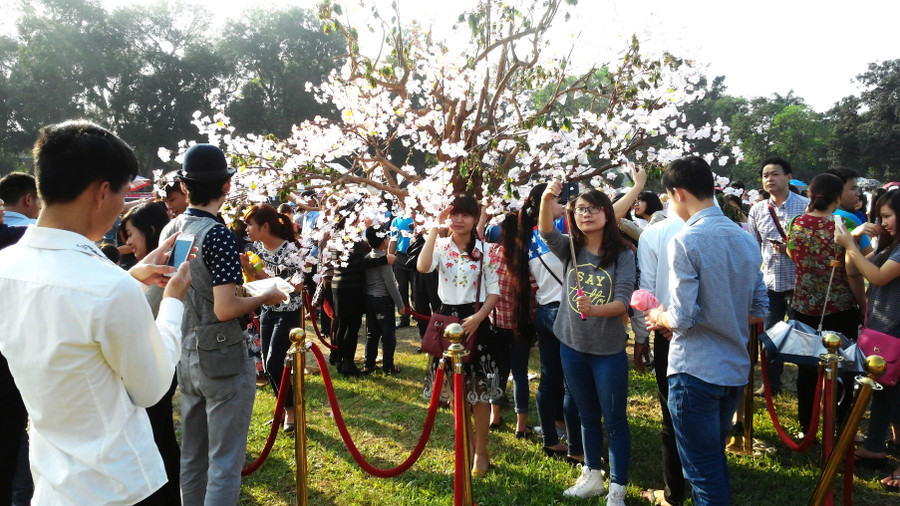 Những “mặt xấu” tại Lễ hội hoa anh đào Nhật Bản ảnh 1 Những “mặt xấu” tại Lễ hội hoa anh đào Nhật Bản ảnh 1