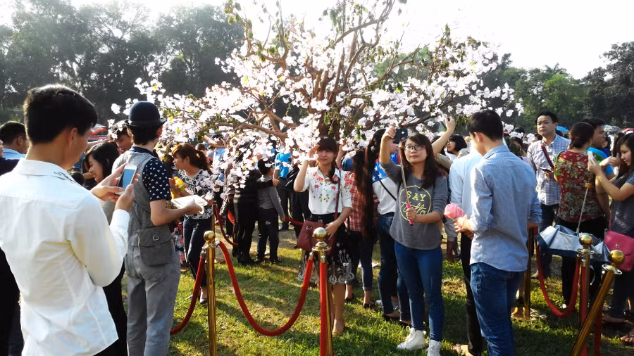 Những “mặt xấu” tại Lễ hội hoa anh đào Nhật Bản ảnh 1