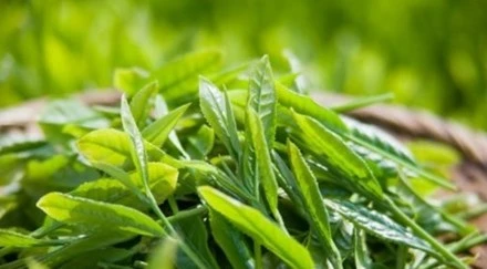 Vì sao bà bầu không nên uống trà xanh?