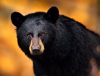 Ảnh minh họa: Internet