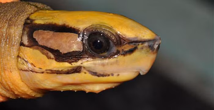 Bí ẩn loài rùa đắt như vàng ở rừng nam Trung Bộ ảnh 1