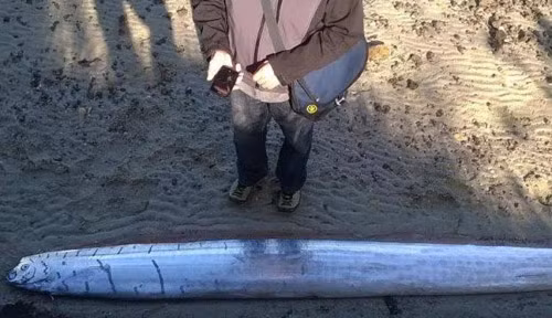 the-oarfish-E1-6714-1429257504.jpg