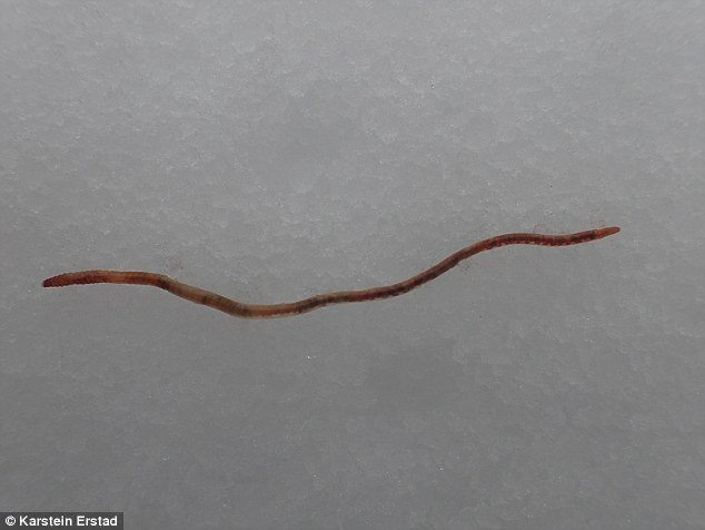 giun đất, mưa, hiện trượng, kỳ lạ giun đất, mưa, hiện trượng, kỳ lạ