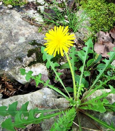 Cây bồ công anh chứa các viatamin tốt cho mắt và da. Mô tả ảnh.