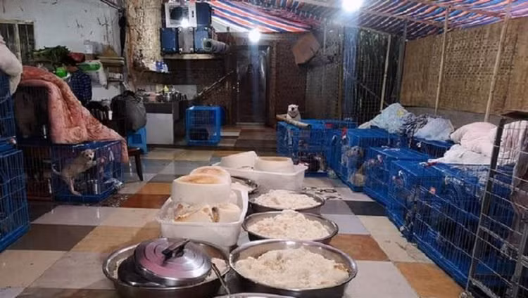 Người phụ nữ nuôi hơn... 1.300 con chó, 100 con mèo ảnh 3