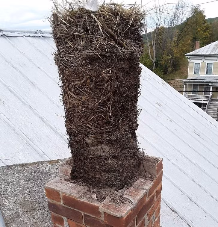 Những tổ chim xếp chồng lên nhau trong một ống khói đã lâu không được sử dụng.