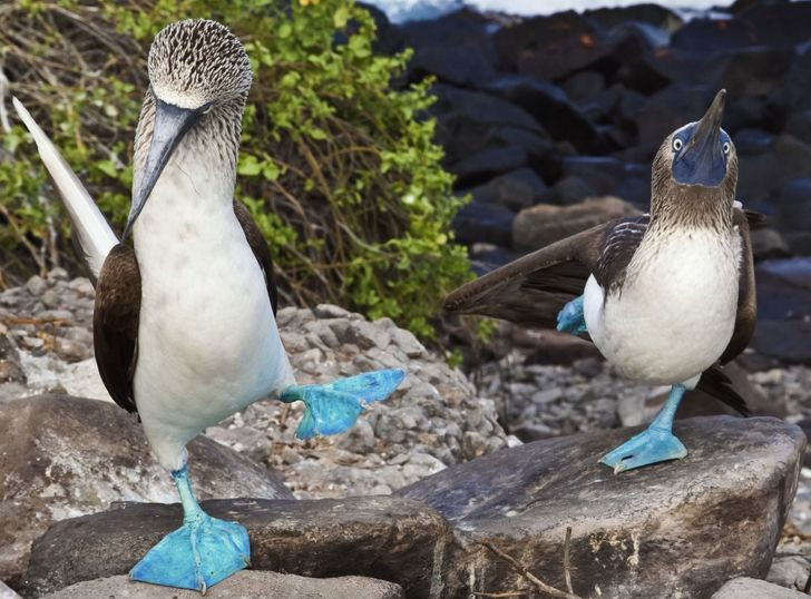 Cặp boobies chân xanh này được bắt gặp ở quần đảo Galapagos.